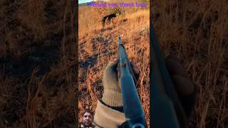 hunting dog africanlionsafari animals safarisightings wildanimals viralvideo shortsfeed [upl. by Eiliah]