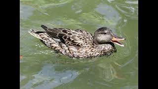 Gadwall Bird Call [upl. by Roxane891]