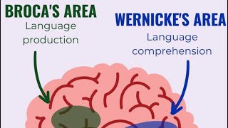 Cure Wernicke’s and Broca’s Area  Zenno [upl. by Ardnaxela751]