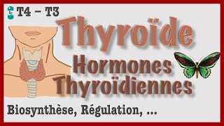 Thyroïde et Hormones Thyroïdiennes  Métabolisme Régulation Hyperthyroïdie et Hypothyroïdie [upl. by Aleacim]