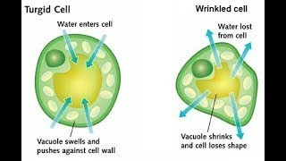 Biology Secondary 3 chapter1 lesson1 part 1 Support in plant [upl. by Hyacinthie806]