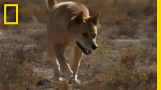 Dingo vs Kangaroo  National Geographic [upl. by Sparhawk]