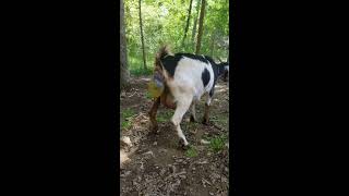 Ally is giving birth to her first of 3 baby goats in this video [upl. by Aniahs]