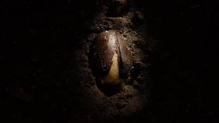 Acorn germinating underground to oak seedling time lapse Filmed over 8 month [upl. by Edlihtam]