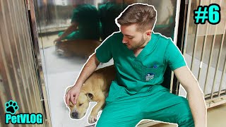 PetVLOG 6  Max si ciorapul  Endoscopie digestivă veterinara [upl. by Dan]