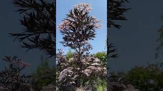 Black lace elder  branch leaves amp flowers  June 2023 [upl. by Chaudoin]