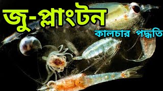 Zooplankton Production in Fish Pond  Natural Food making for Fish  How to Develop Plankton in Pond [upl. by Elleral]