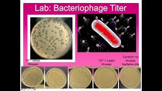 Bacteriophage Titer Lab [upl. by Eednyl]