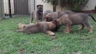 German Shepherd Malinois Mix Pups [upl. by Naujuj876]