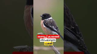 തണുപ്പ് കാലത്ത് നിറം മാറുന്ന പക്ഷി shortsvideo [upl. by Sakram]