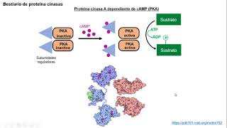 Fosforilación de proteínas 22 [upl. by Kress832]