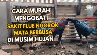 CARA MENGOBATI AYAM SAKIT PILEK NGOROK FLU [upl. by Gibeon858]