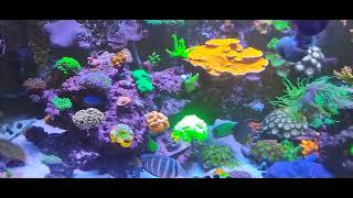 salinity and magnesium stability in reef tank [upl. by Rudolph783]