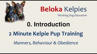 INTRODUCTION 2 MIN Kelpie Pup Training [upl. by Anilehcim86]