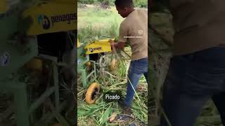 Ensilaje de Sorgo Forrajero JJT18 en 2do Corte [upl. by Alpheus]