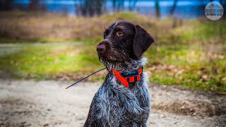 Best Hunting Dog Collars 2023  Top 5 Hunting Dog Training Collars On Amazon [upl. by Chapel566]