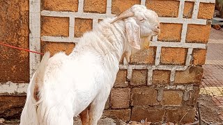 bakro ka wazan barhane k liye goat gujrigoat kotagoats [upl. by Ahsenahs]