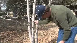 How to Prune MultiStem Trees [upl. by Aiuhsoj]