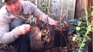 Yield 8 Pounds of Edible Sunchoke Tubers from a 3 Gallon Nursery Pot [upl. by Annocahs]