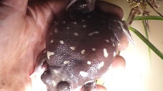 Giant Mutant Rare Western Spotted Frog Caught at Contaminated Toxic Rubbish Dump [upl. by Attaynik506]