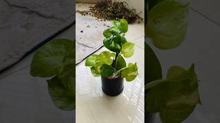 Indoorplants trending plants indoorplants youtubeshorts gardening yt plantcare garden [upl. by Cammi636]