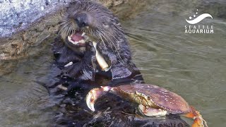 How a sea otter eats crab 🦦🦀 Mishkas Dungeness Crab Feast [upl. by Seadon]