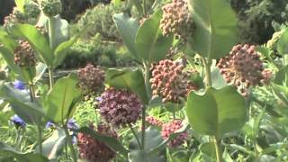 Minnesota Native Plant  Common Milkweed Asclepias Syriaca [upl. by Esbenshade]