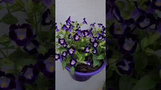 torenia aka torenia fournieri 😘😘 [upl. by Nnaeinahpets]