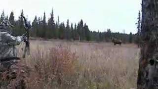 Archery Moose Hunting  High Resolution [upl. by Torie]