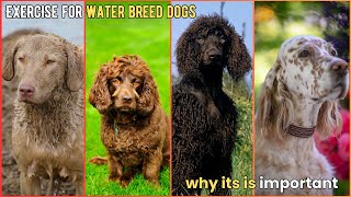 Importance of Exercise for Water Breed Dogs  V182  Dogs  Dog  Dog Videos  Cute Dog  Mr Dog [upl. by Fafa]