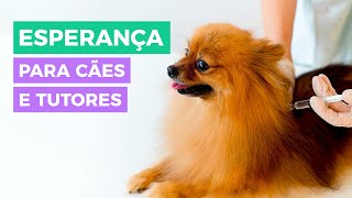 TUDO SOBRE O TRATAMENTO COM CÉLULASTRONCO EM CÃES [upl. by Aicatsue]