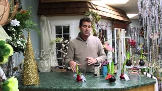 5 Minute Florals Waxed Amaryllis Bulbs [upl. by Aruam63]