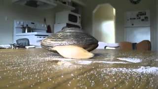 Live Clam Licks Salt On a Table [upl. by Braunstein]