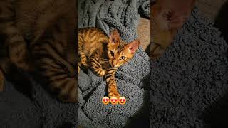 Infinite love for this beautiful cat cats cutekittens catlove toygercats zeusthetoygercat [upl. by Safir]