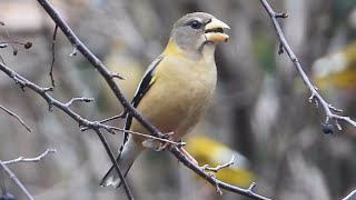 Gros becs errants chant  Evening Grosbeak song [upl. by Wauters71]