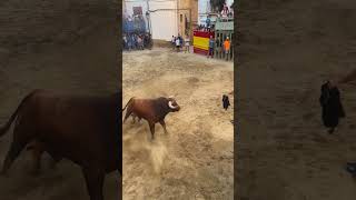 ¡Toro cerril en Araia ¡Vaya cuernos  toros araia [upl. by Aiza]