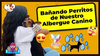 ❤ Bañando Perritos de Nuestro Albergue Canino en Ancón ✅  Cambiando Vidas Perú [upl. by Aimet90]