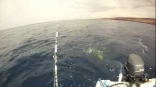 FISHING HAWAII  Kawaihae Mahi [upl. by Srednas219]