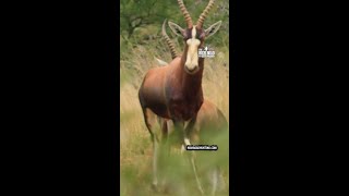 Black Mamba STRIKES a Blesbok shorts [upl. by Ninnette]