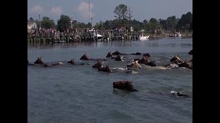 Chincoteague Pony Swim Takes On Year 99 [upl. by Plunkett]