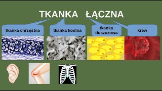 Tkanka łączna  Tkanka chrzęstna kostna Tkanki zwierzęce [upl. by Einotna]