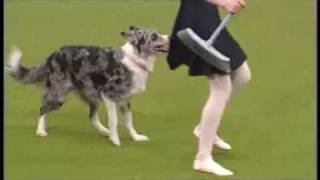 Tina Humphrey Crufts 2009 Freestyle  without the first few seconds [upl. by Claudy937]