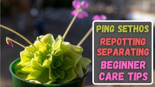 How To Repot amp Separate Pings  Beginner Care Tips  Mexican Butterwort Care Tips amp Repotting [upl. by Eisiam]