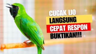 SUARA BURUNG Cucak Ijo Gacor Full Isian Tembakan Ampuh Untuk Pancingan Cucak Ijo Lomba [upl. by Mcnair]