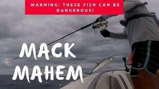 Mack Mahem  warning these fish can be dangerous [upl. by Naliorf]