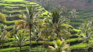 Growing rice in Indonesia [upl. by Yrroc]