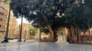 Cartagena Plaza de San Francisco  Ficus macrophylla  Moreton Bay Fig  Spain  2024 jan [upl. by Otreblanauj]