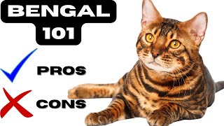 Bengal cat pros and cons  quotBengal Cats Beauty or Beastquot [upl. by Inihor898]