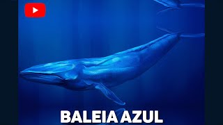 COMO VIVE A BALEIA AZUL [upl. by Merce]