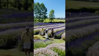 Sequim Lavender fields nature shorts love [upl. by Merilee935]